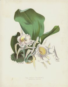 De Zoete Trichopil, Trichopilia Suavis